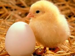   ........ (    ) ........   _38391_cheken-egg