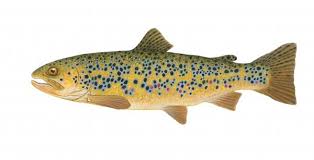 external image brown-trout-shari-erickson.jpg