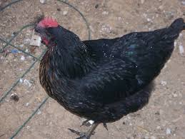 http://tbn2.google.com/images?q=tbn:0nq2_CX7sx_zYM:http://www.freewebs.com/e6farm/Chickens%25201.jpg