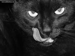 black cat