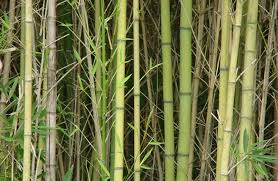 bamboo