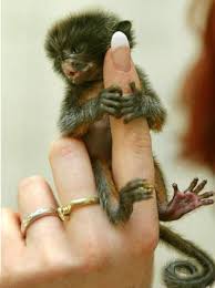 http://tbn2.google.com/images?q=tbn:4G32PphC0tVdxM:http://shibli94.jeeran.com/29695