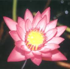 Lotus