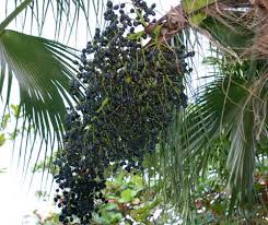 The image “http://tbn2.google.com/images?q=tbn:5K5ioS6bHXC05M:http://acai4dummies.com/images/Palm%2520trees%2520of%2520the%2520acai%2520berry1.jpg” cannot be displayed, because it contains errors.