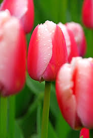 http://tbn2.google.com/images?q=tbn:7ZSGs28Vi0OOcM:http://www.natuurgek.nl/tulp%255D.jpg