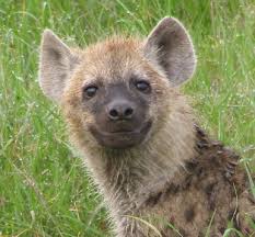 hyena_pup.jpg