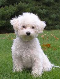 bichon-frise-training.jpg