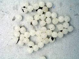 Snails%2520eggs.jpg