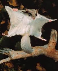 flying-squirrel.jpg