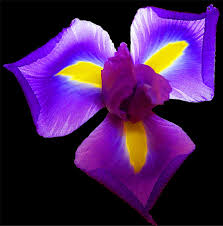Amies des Iris