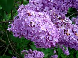 [Imagen: Lilas-flowers2.jpg]