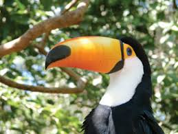 Amazon Toucan