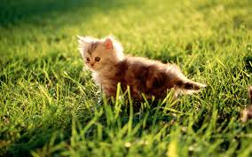 pussy-cat_1920_x_1200.jpg