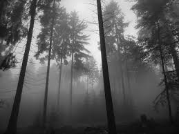 Тъмната гора