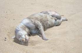 More on the Montauk Monster