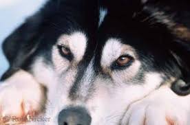 Picture of Alaska Sled Dogs Pictures