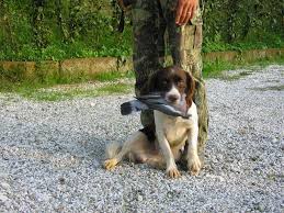 Foto di cani da caccia - it