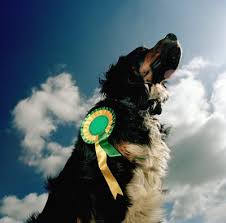 How can judges possibly compare dogs ...