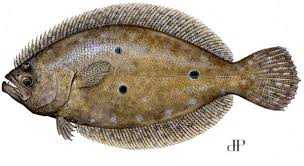 Gulf Flounder Fish