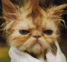 bad_hair_day-12495.jpg