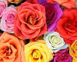 Roses_opt www.florio-fashion.com 