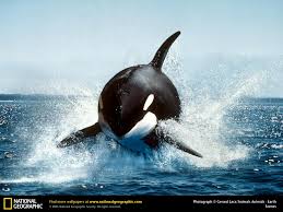 killer whale     نهنگ وال  قاتل