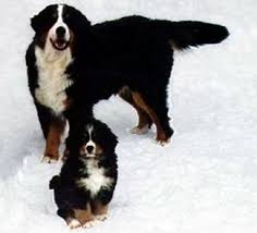 Bernese Mountain Dog Picture