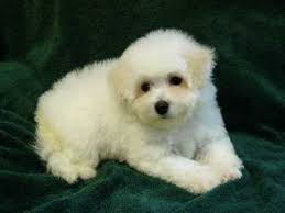BichonFrise.jpg