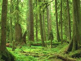 http://tbn2.google.com/images?q=tbn:JoIeqAg6tSeENM:http://i164.photobucket.com/albums/u12/NeopiaFan/Forest.png