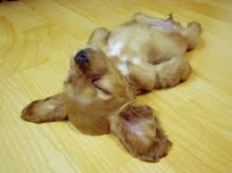 Sleeping.Dog.jpg