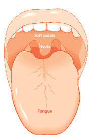      Tongue