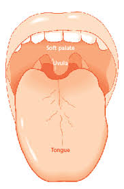 معلومات قيمة ربما غابت عنك Tongue