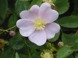 external image iowa.jpg