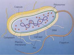 external image bacterial%2520cell%2520copy