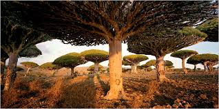 Socotra, Yemen