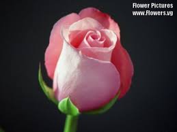 فى الورد كل لون له معنى Pinkroses01