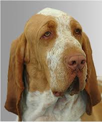 Foto di cani da caccia - it