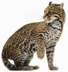 Dieren (wikipedia).