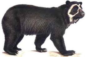 external image oso-anteojos.jpg