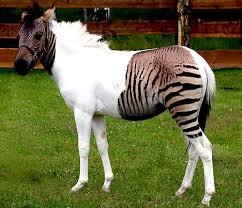  ZebraHorseEPA_468x403