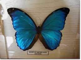 فراشات روعه Papillon