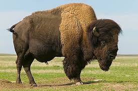 external image bison-standing.jpg