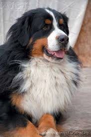 Zobrazit obrázek v plné velikosti