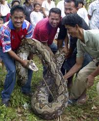 Piton Y�lan� izle