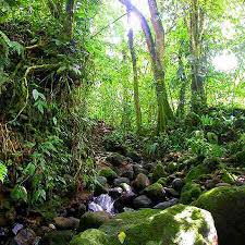 external image rainforest-2.jpg