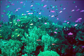Foto di reef - edu