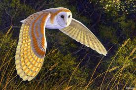 barn owl flying