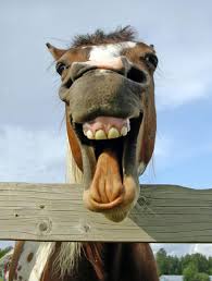 [Image: f_001_laughing_horse.jpg]