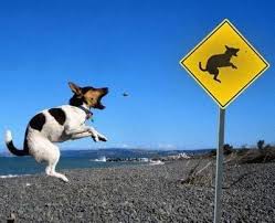 external image dog-jumping-sign.jpg