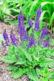 Salvia. 1997 Perennial Plant 